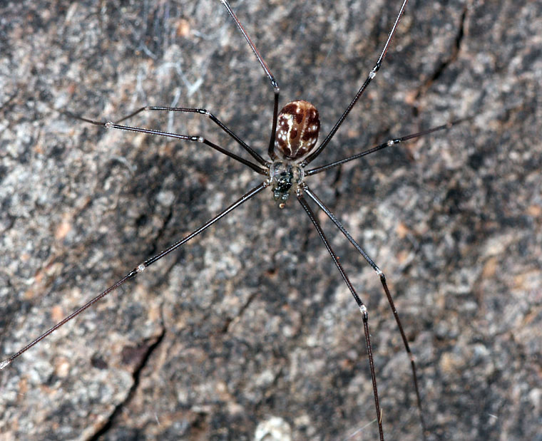 Pholcus sp.