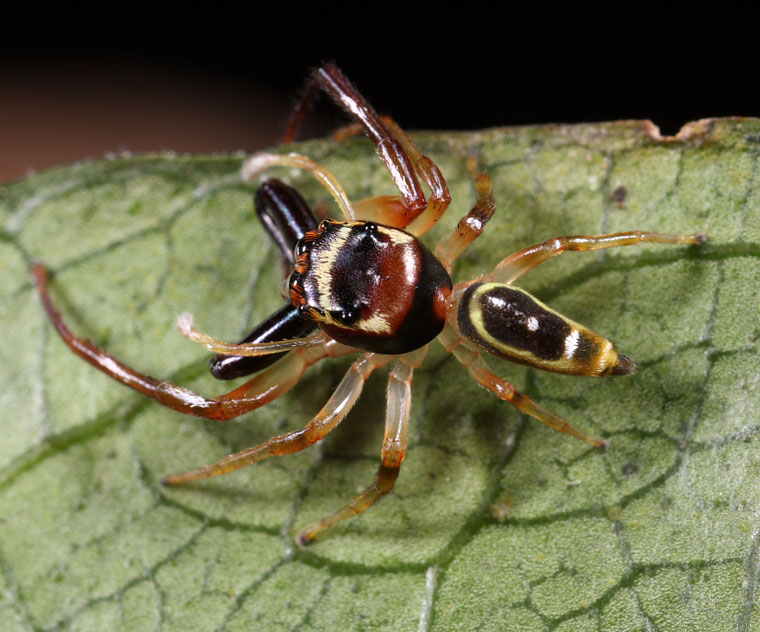 Opisthoncus sp. North Queensland