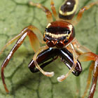 Opisthoncus sp. North Queensland