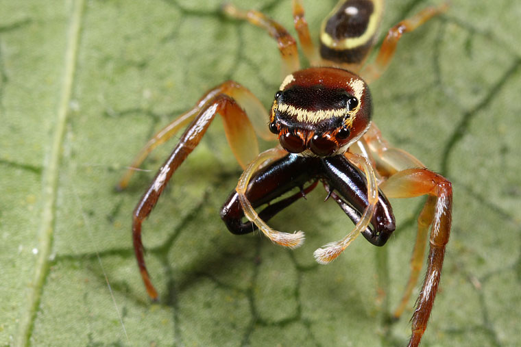 Opisthoncus sp. North Queensland