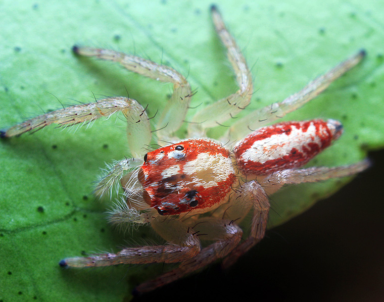 Cytaea severa