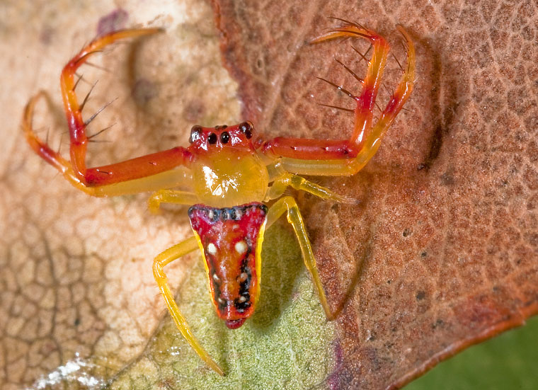 Arkys bulburiensis