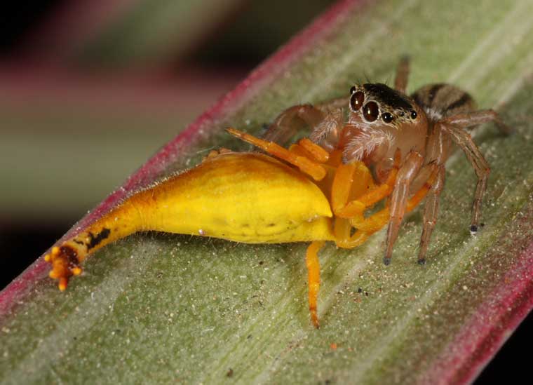 Arachnura higginsi