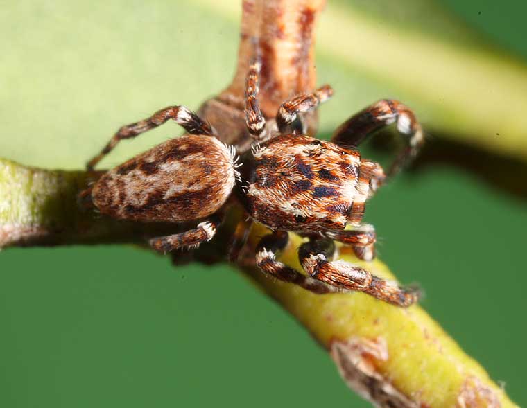 Cytaea severa