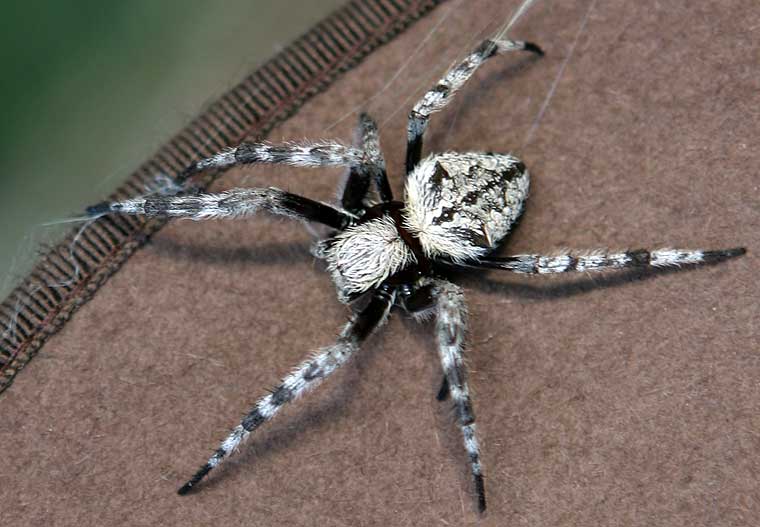 Eriophora transmarina Garden Orb Weaver