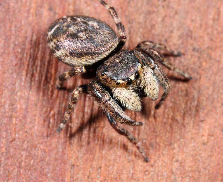 Simaetha thoracica