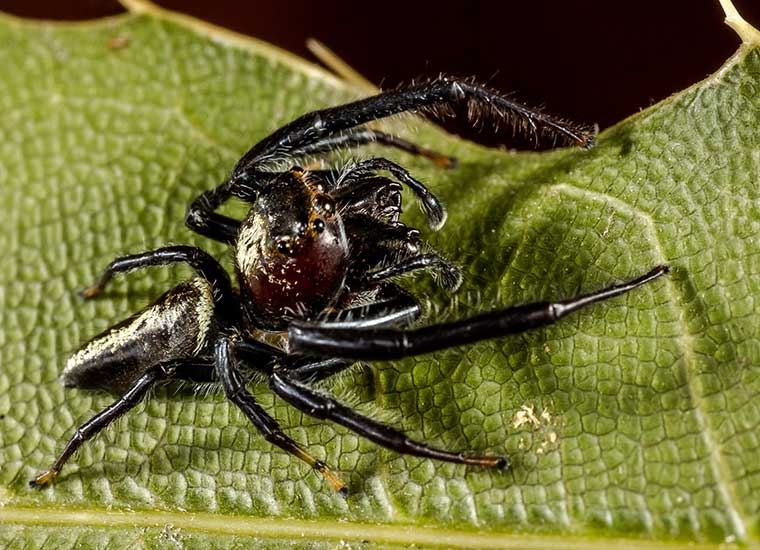 Salticidae Opisthoncus quadratarius?