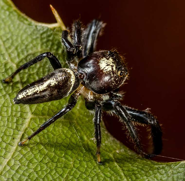 Salticidae Opisthoncus quadratarius?