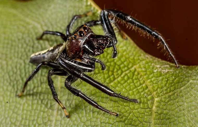 Salticidae Opisthoncus quadratarius?