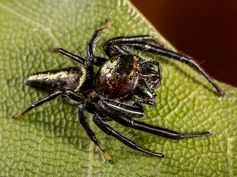 Salticidae Opisthoncus quadratarius?