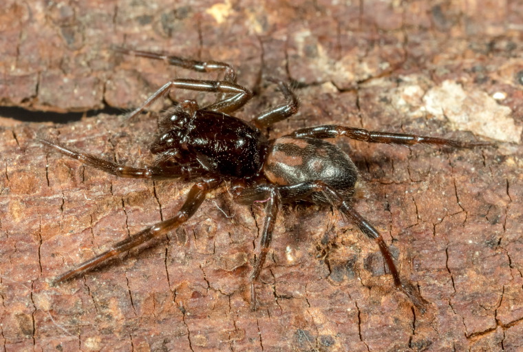 Desognaphosa yabbra