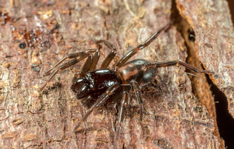 Desognaphosa yabbra