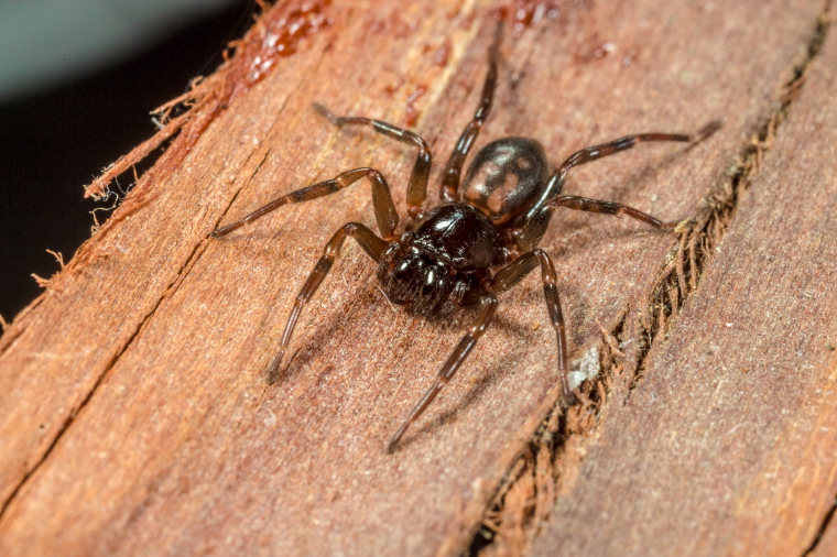 Desognaphosa yabbra