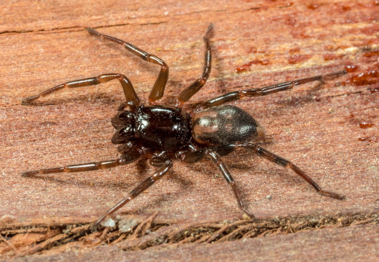 Desognaphosa yabbra