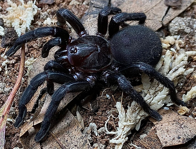 Idiommata blackwalli, female, Perth WA