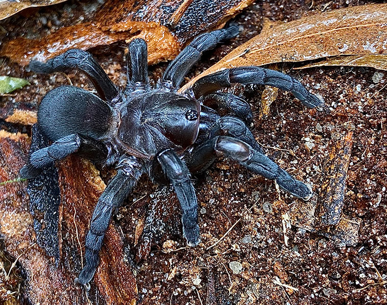 Idiommata sp nov female Edmonton Cairns FNQ