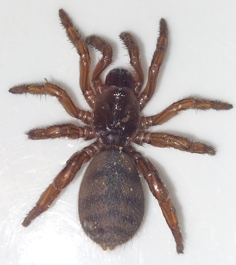 Idiopidae-Euoplos-raveni-juv-Carindale-Qld-