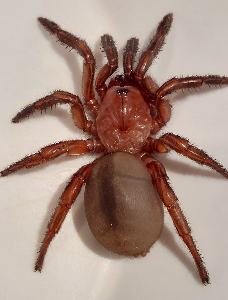 Idiopidae-Euoplos-regalis-female-Mt-Kilcoy---