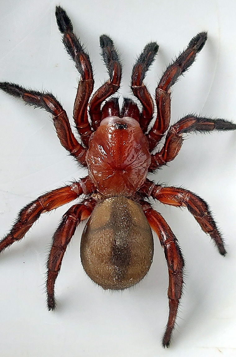 Euoplos regalis female Nrurum