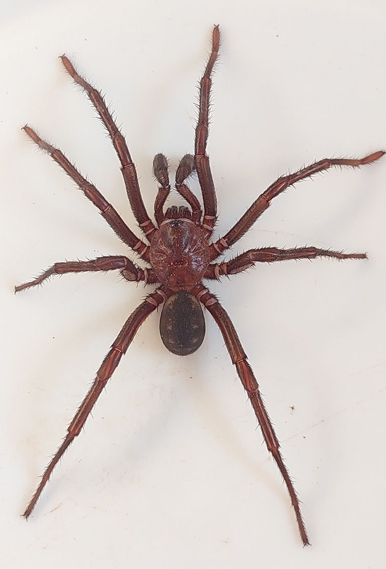 Idiopidae-Euoplos-similaris-male-Newmarket-Brisban