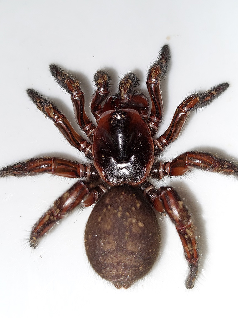 Idiopidae-Euoplos-sp-undescribed-fem-Mt-Glorious-Q