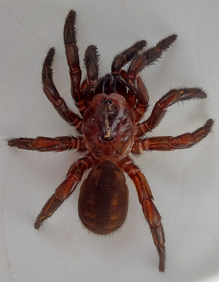 Idiopidae-Euoplos turrificus Female Kenilworth