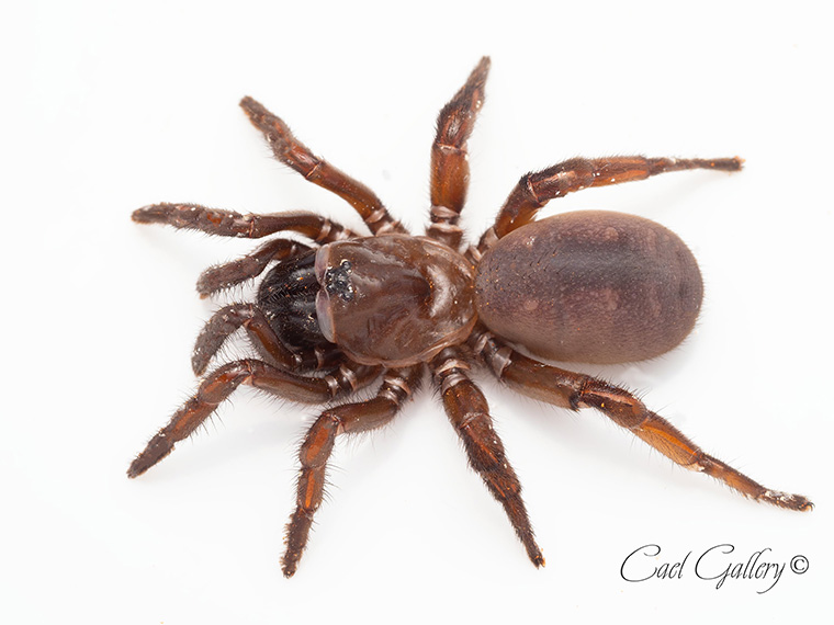 Spinifex Trapdoor Spider (Idiosoma sp.), Barmera SA, 30mm
