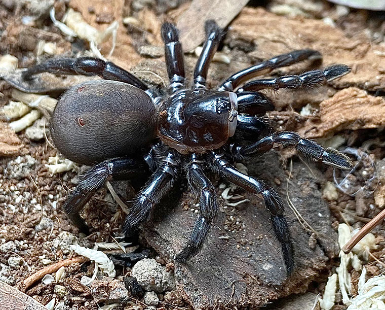 Idiosoma cf. rhapiduca, female, Bedfordale WA