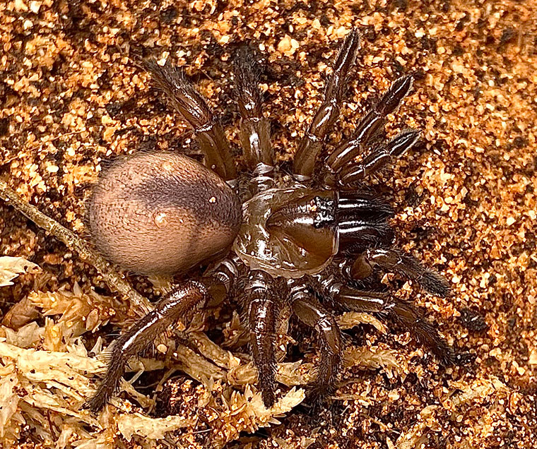 Idiosoma sp., juvenile, South Australia