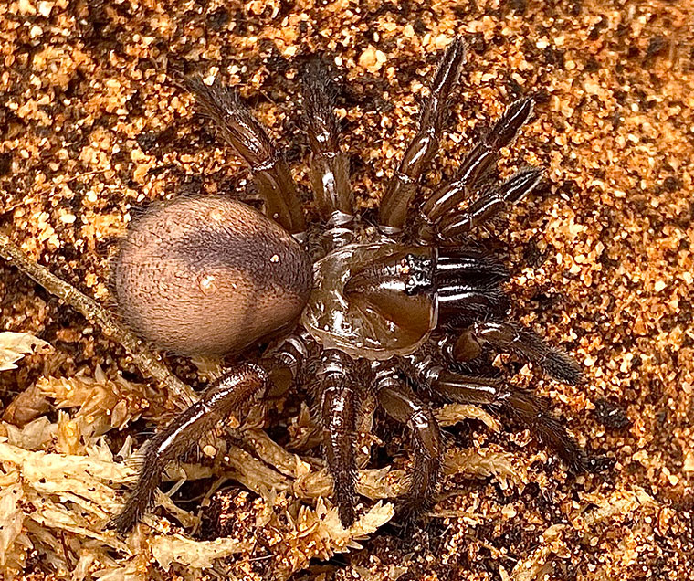 Idiosoma sp., juvenile, South Australia 