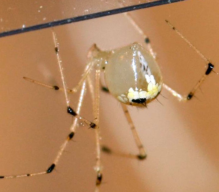 Theridion spinigerum Rainbow, 1916