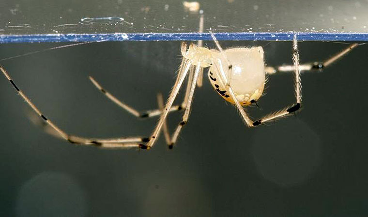 Theridion spinigerum Rainbow, 1916