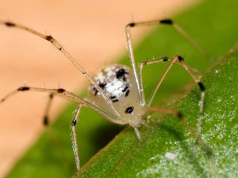 Theridion spinigerum Rainbow, 1916