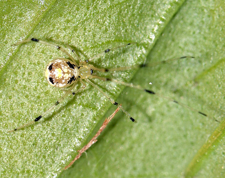 Theridion spinigerum Rainbow, 1916