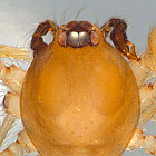 Ischnothyreus