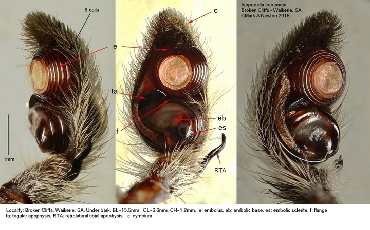 Male palp