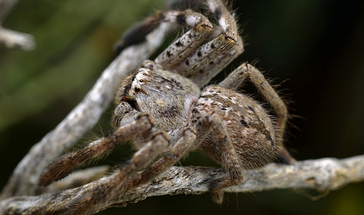 Female from side