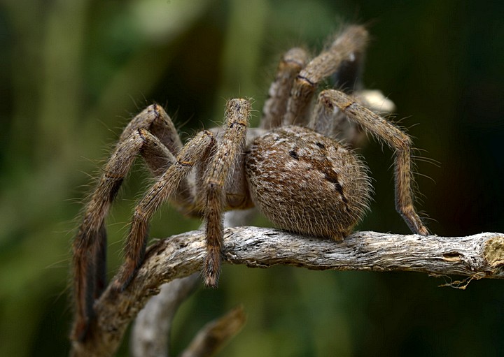 Female from behind