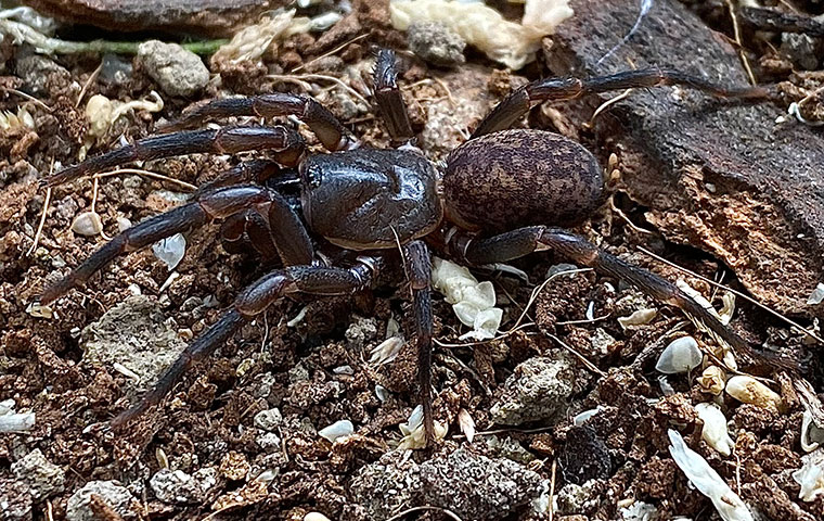 Ixamatus broomi, female, Glenreagh NSW