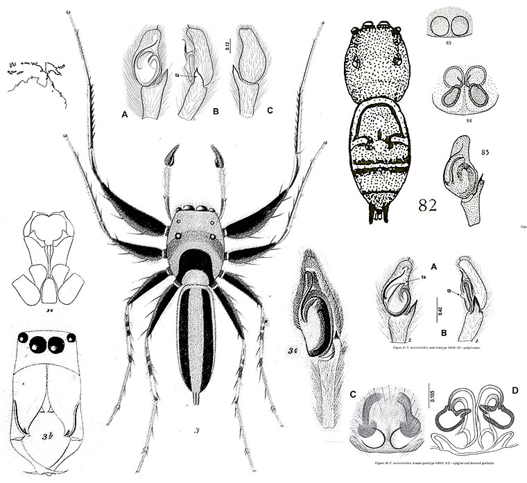 Cosmophasis micarioides