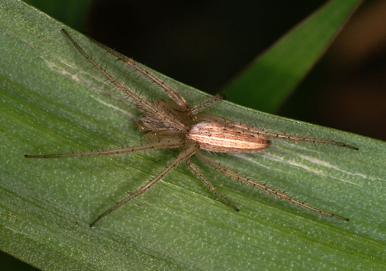 Larinia phthisica