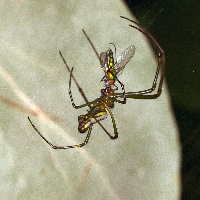 Leucauge decorata