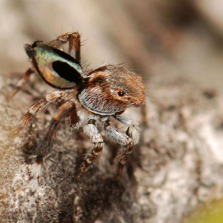 Lycidas chrysomelas