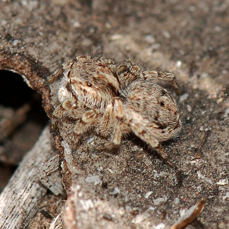 Lycidas chrysomelas
