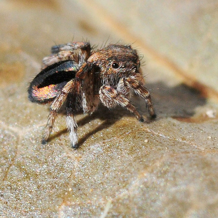 Lycidas chrysomelas