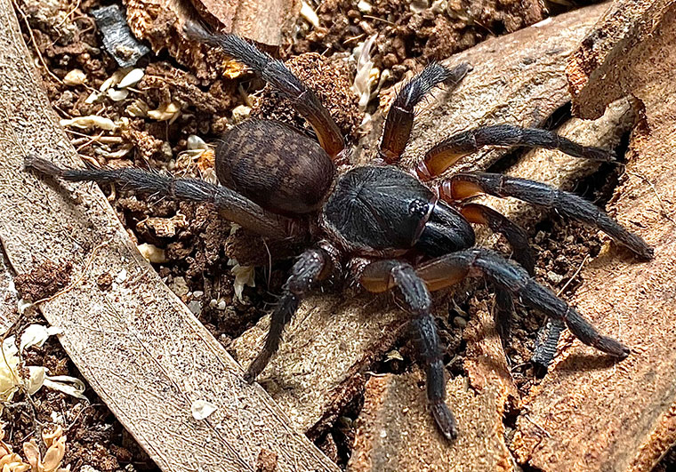 Mandjelia commoni female Edmonton Cairns FNQ