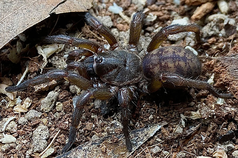 Mandjelia macgregori, female, Emerald/Capella, Central QLD