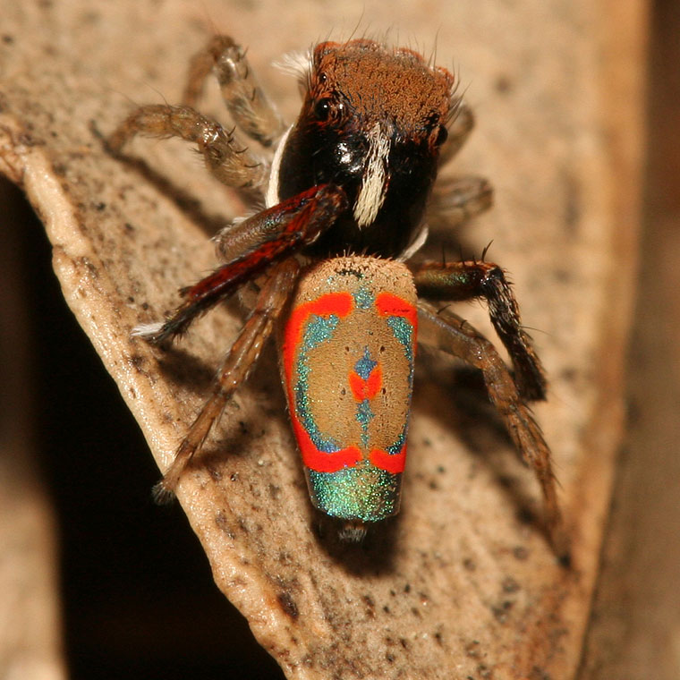 Maratus pavonis