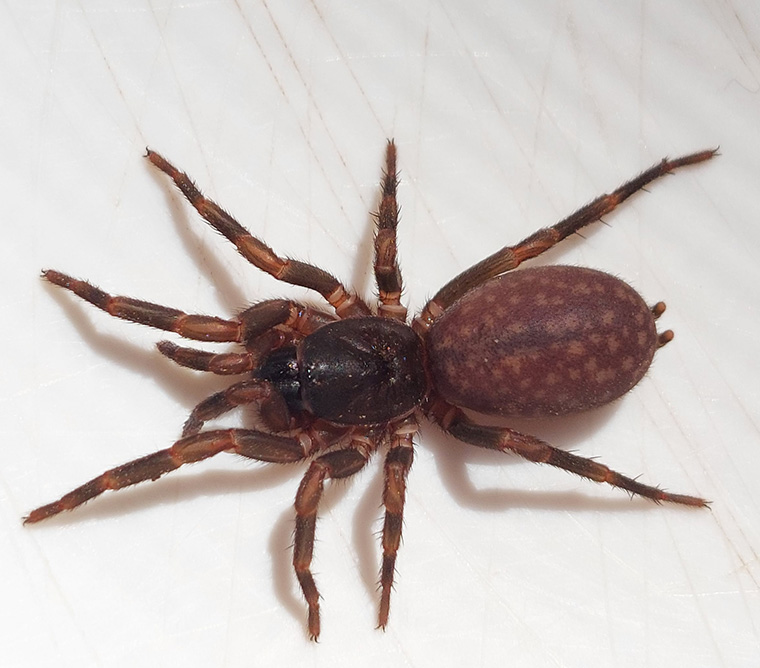 Ixamatus broomi, female, Mt Kilcoy