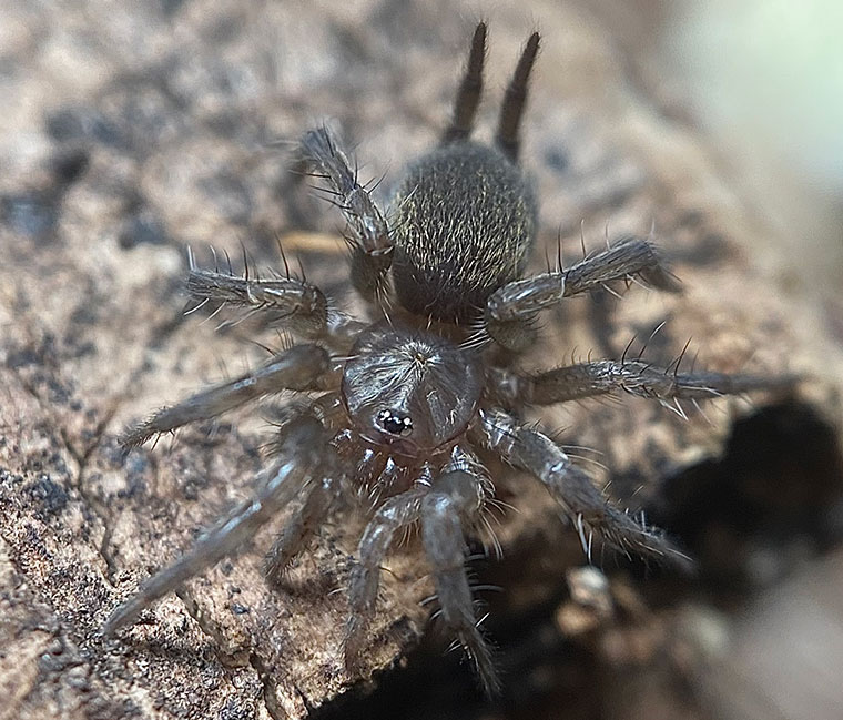 dougwallacei, Townsville QLD